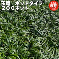 タマリュウ（玉竜）ポットタイプ 200ポット 約２から８平米分  産地直送 グランドカバー送料無料 竜のヒゲ リュウノヒゲ