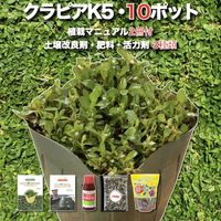 【予約特典あり】 クラピア K5 薄桃品種 10株 すくすく土壌改良セット 植栽マニュアル付き 苗10ポット 肥料活力剤土壌改良剤3種 イワダレソウ改良種 グランドカバー 植物 プランツ 薄ピンクの花 庭 屋上緑化 K7と同程度の耐寒性 多年草 地被植物 ほふく性 下草 背が低い 宿根草