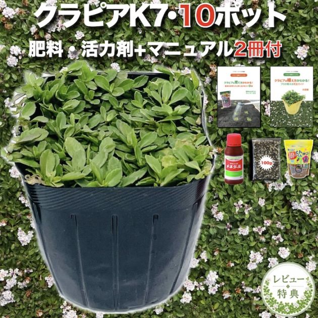 レビュー特典あり】 クラピア K5 薄桃品種 9cmポット苗 40鉢セット 植