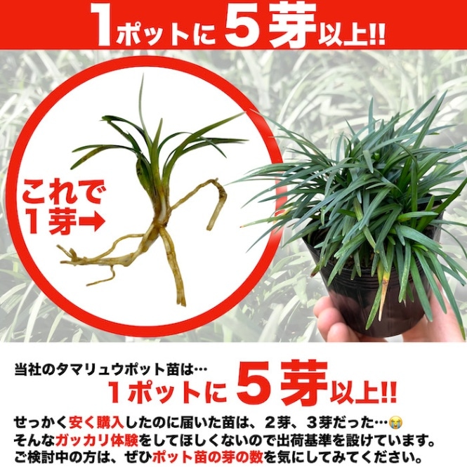 タマリュウ（玉竜）ポットタイプ 400ポット 約4平米から16平米分