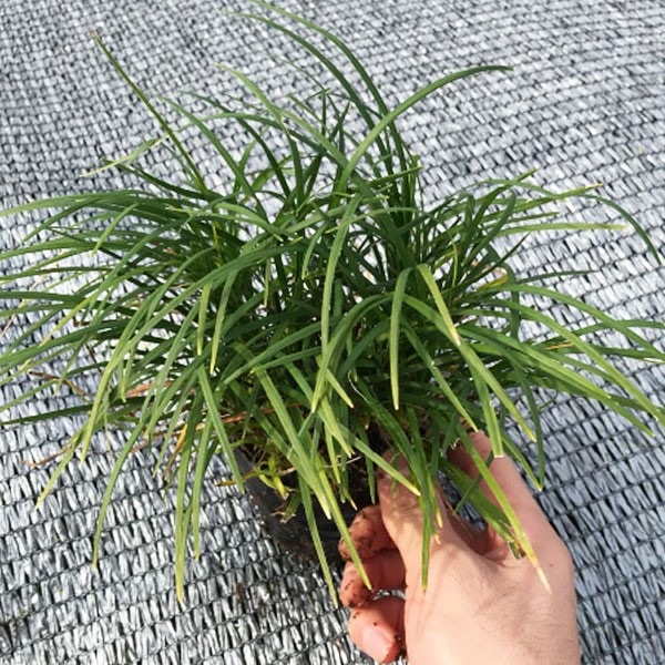 リュウノヒゲ（竜の髭）9cmポット 216株 産地直送 グランドカバー