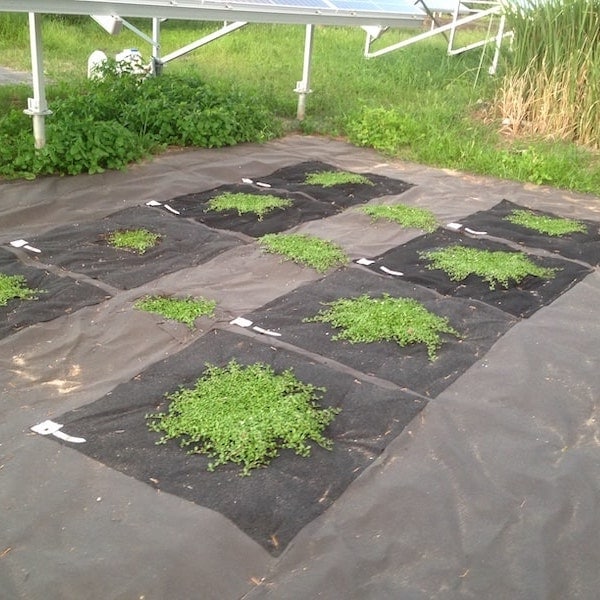 レビュー特典あり】 すくすくシート35平米 1m×35m 完全植栽マニュアル