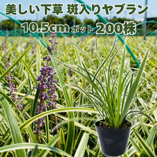 斑入りヤブラン 苗 10.5cmポット 80株 樹木の根元 花壇縁取り 庭木
