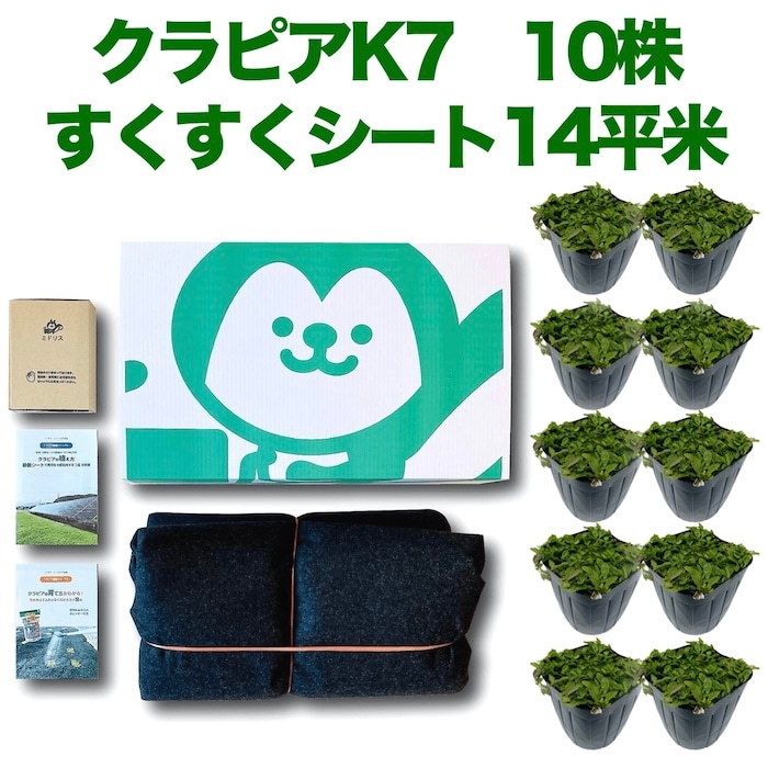 レビュー特典あり】 クラピア K5 薄桃品種 9cmポット苗 40鉢セット 植