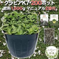 【レビュー特典あり】 クラピア K7 白 9cmポット苗  200鉢セット 有機入り一発果菜肥料1600g付き 完全植栽マニュアル付き グランドカバー 植物 白品種 白い花 プランツ 庭 屋上 緑化 K5と同程度の耐寒性 多年草 地被植物 ほふく性 下草 背が低い 宿根草 ガーデニング