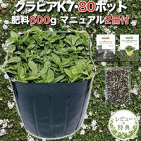 【レビュー特典あり】  クラピア K7 白品種 9cmポット苗  80鉢セット 有機入り一発果菜肥料600g付き 植栽マニュアル付き グランドカバー 植物 イワダレソウ改良種 白い花 プランツ 庭 K5と同程度の耐寒性 多年草 地被植物 ほふく性 下草 背が低い 宿根草 ガーデニング