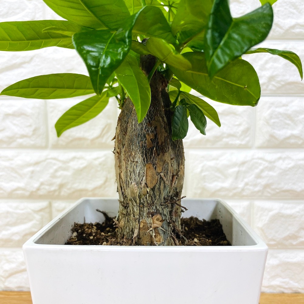 観葉植物 パキラ 1本幹 可愛いサイズの5号鉢 発財樹 幸運の樹