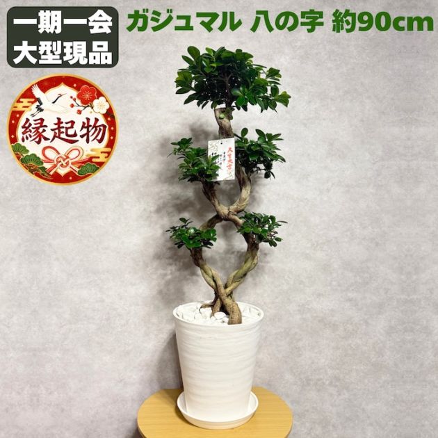 現品 1点もの ガジュマル 観葉植物 高さ約90cm 八の字 8号鉢苗 受け皿