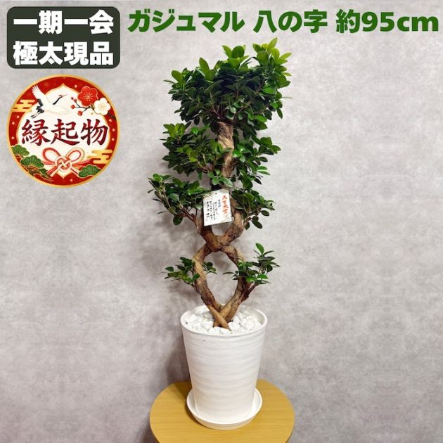 現品 1点もの ガジュマル 観葉植物 高さ約95cm 八の字 8号鉢苗 受け皿