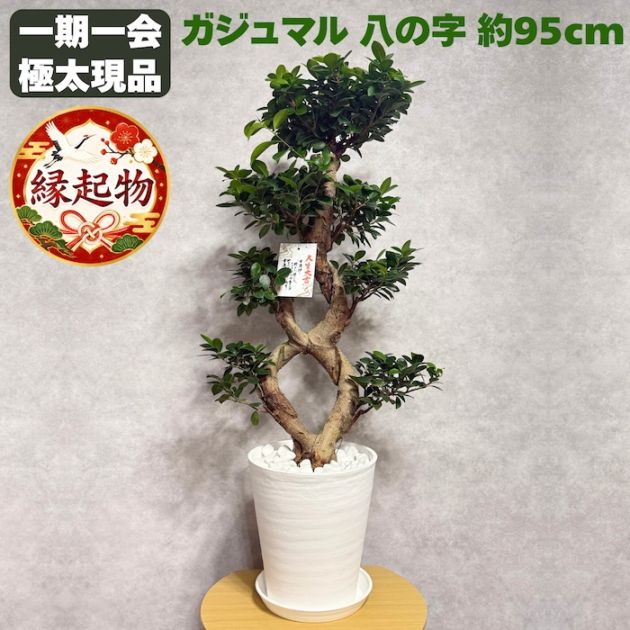 [3]　斑入り　ガジュマル　白斑　5号鉢　鉢底から全長約76cm　横幅約46cm 現品 1点もの ガジュマル 観葉植物 高さ約95cm 八の字 8号鉢苗 受け皿