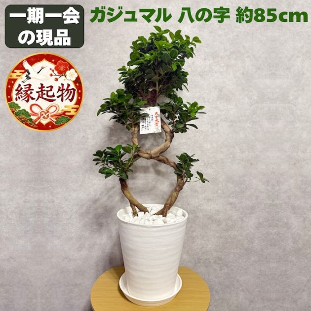 現品 1点もの ガジュマル 観葉植物 高さ約85cm 八の字 8号鉢苗 受け皿