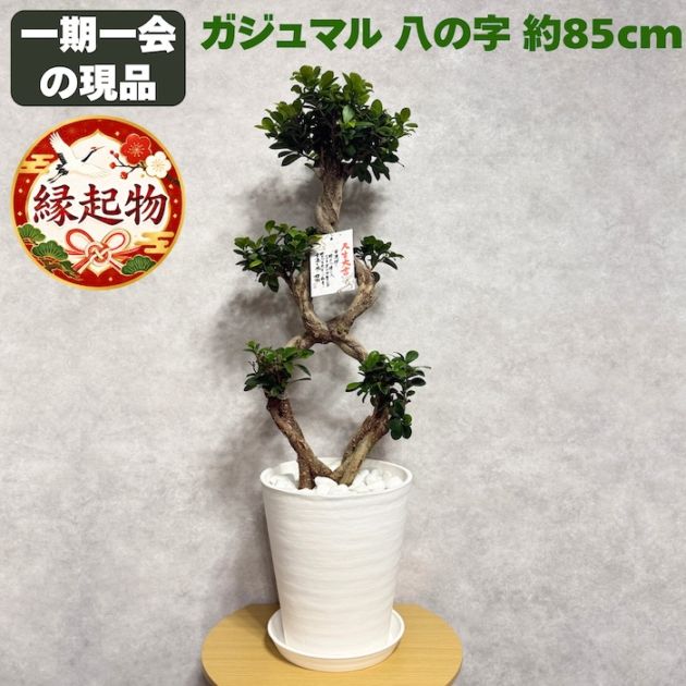 現品 1点もの ガジュマル 観葉植物 高さ約86cm 八の字 8号鉢苗 受け皿