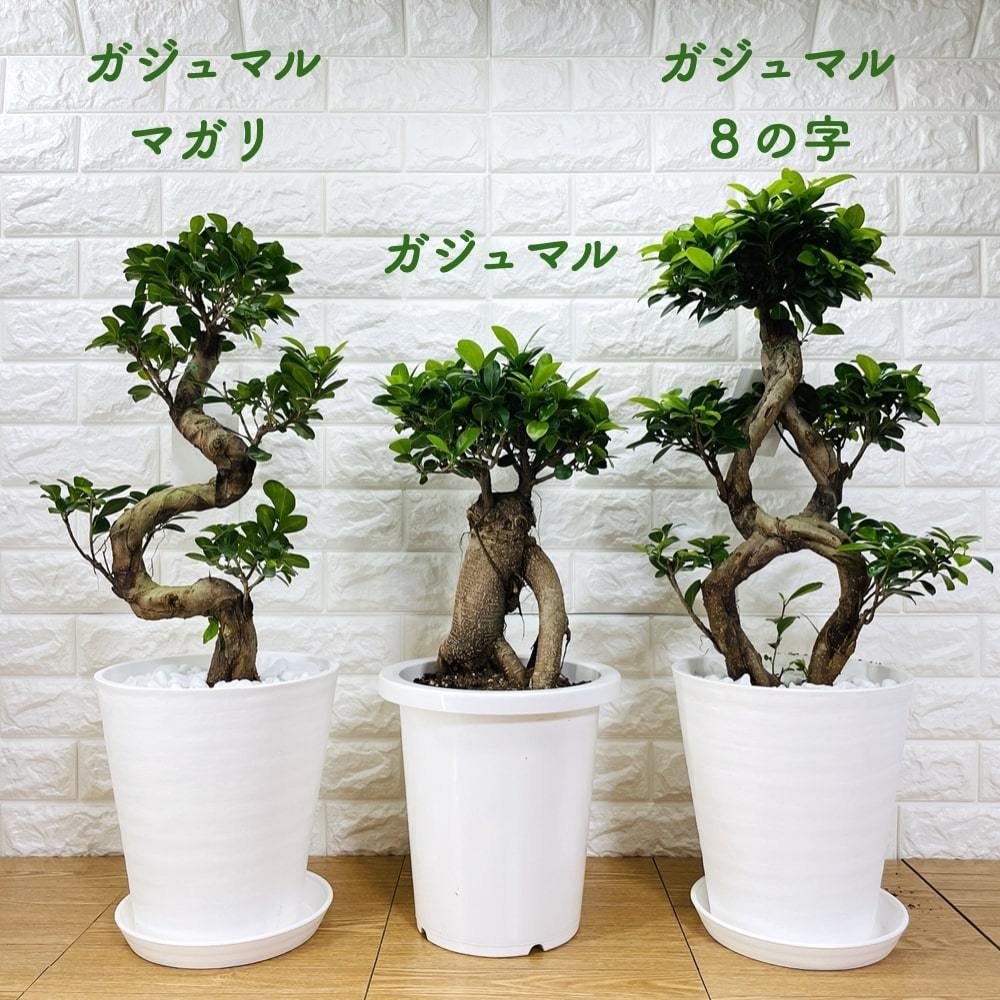 ガジュマル 曲がり 8号鉢 登り樹 観葉植物 多幸の木 幸福をもたらす