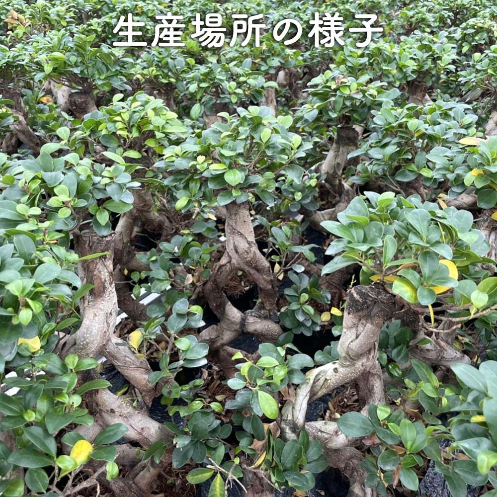 ガジュマル 曲がり 8号鉢 登り樹 観葉植物 多幸の木 幸福をもたらす