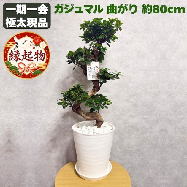 ガジュマル 曲がり 8号鉢 登り樹 観葉植物 多幸の木 幸福をもたらす