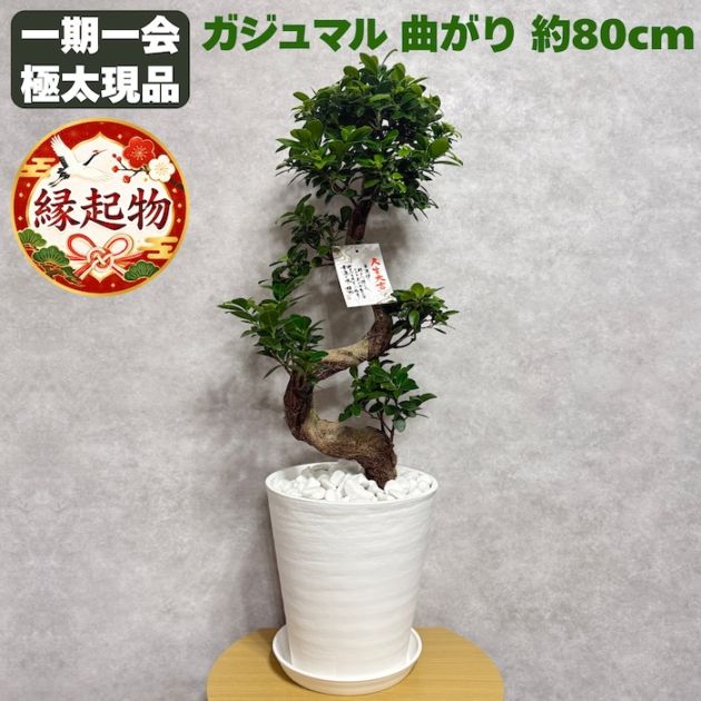 ガジュマル 曲がり 8号鉢 登り樹 観葉植物 多幸の木 幸福をもたらす