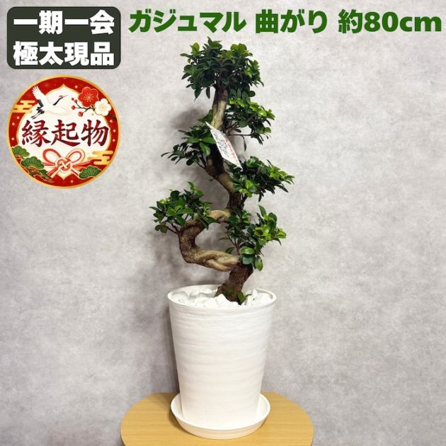 ガジュマル 曲がり 8号鉢 登り樹 観葉植物 多幸の木 幸福をもたらす