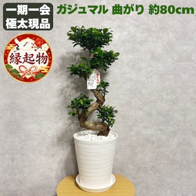 ガジュマル 曲がり 8号鉢 登り樹 観葉植物 多幸の木 幸福をもたらす