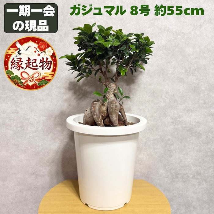 ガジュマル 観葉植物 8号鉢 現品販売 多幸の木 大型 鉢植え 室内