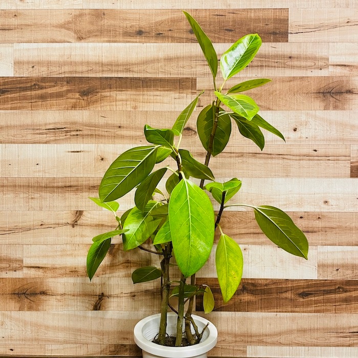 現品］80番 フィカス アルテシマ 曲がり 10号 尺鉢 観葉植物 室内 大型