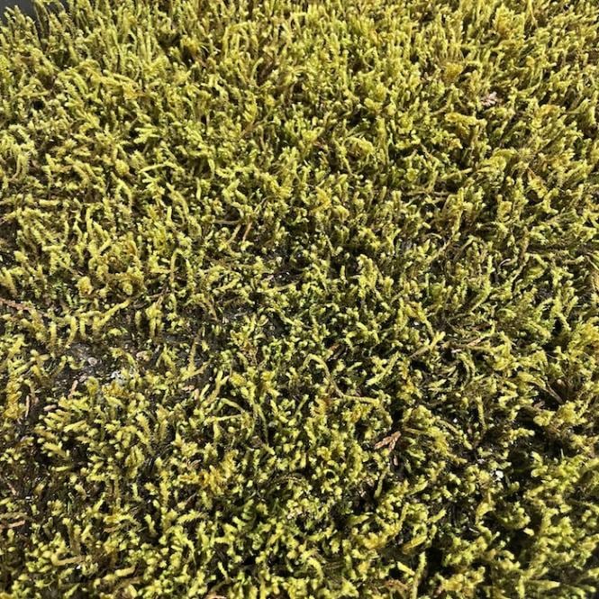 スナゴケ ハイゴケ ハイブリッド 2種ミックス 約3平米分 55cm×26cm 21