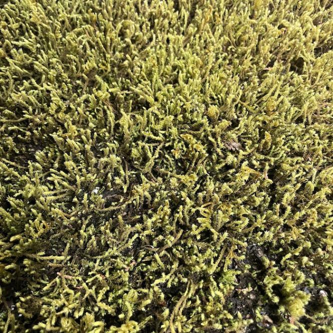 スナゴケ ハイゴケ ハイブリッド 2種ミックス 約3平米分 55cm×26cm 21