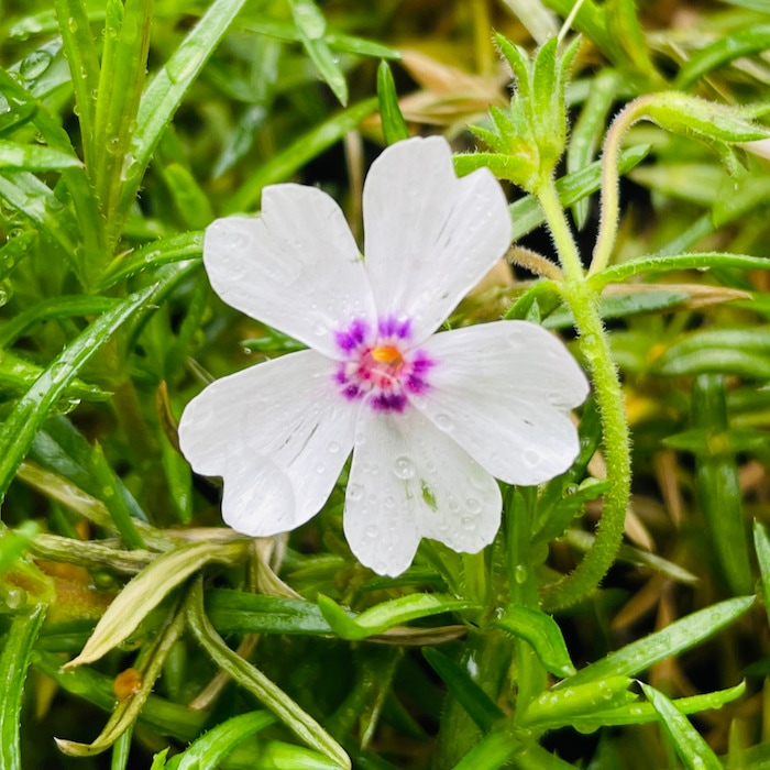 芝桜 アメージンググレイス 白色品種 9cmポット苗 40株セット 白