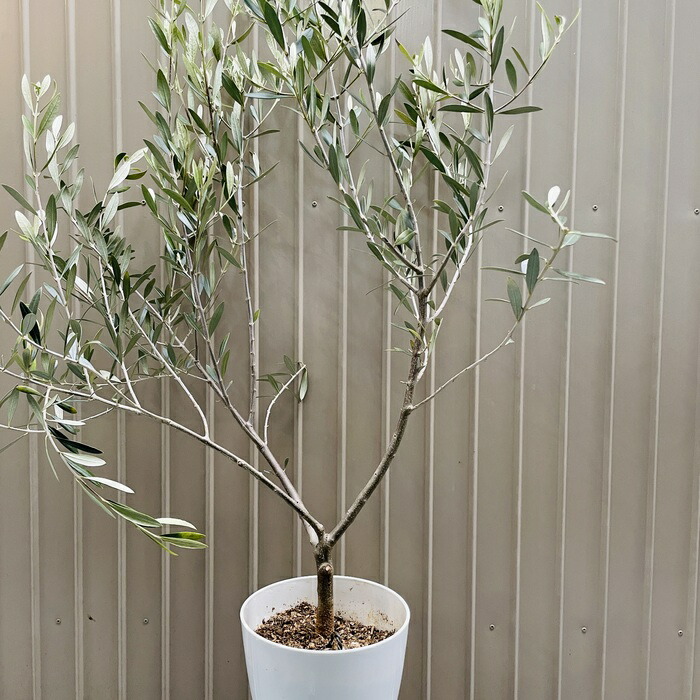 現品 オリーブの木 ネバディロブランコ 6号鉢苗 鉢底から95cm