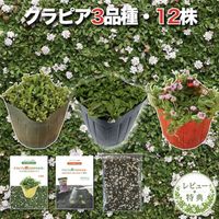 【レビュー特典あり】クラピア 全品種お試しセット 苗12株 K7 K5 K3 各4株 3平米用 植栽マニュアル付き グランドカバー 12ポット 有機入り一発果菜肥料200g付 イワダレソウ(改良種) 白色 グランドカバー プランツ 雑草対策 庭 ガーデニング 緑化 多年草 ガーデン 多年草 植物