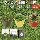 【レビュー特典あり】クラピア 全品種お試しセット 苗12株 K7 K5 K3 各4株 3平米用 植栽マニュアル付き グランドカバー 12ポット 有機入り一発果菜肥料200g付 イワダレソウ（改良種）  白色 グランドカバー プランツ 雑草対策 庭 ガーデニング 緑化 多年草 ガーデン 多年草 植物