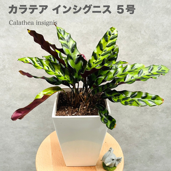 観葉植物 カラテア・インシグニス 5号鉢 ランキフォリア おしゃれな