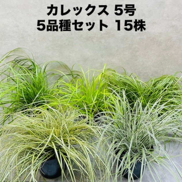 カレックス 5品種セット 寄せ植え用 15株セット 15cm苗 常緑多年草