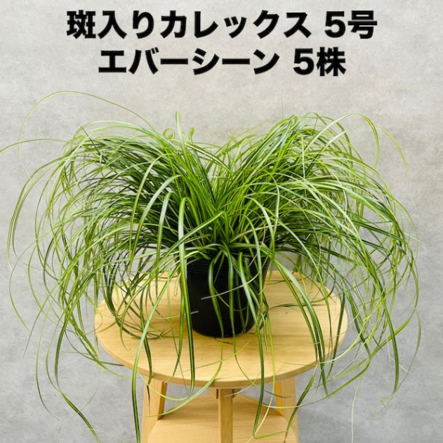 専用です　植物 斑入り カレックス オシメンシス エバーシーン 10株セット 15cm苗 常緑