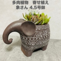 多肉植物 寄せ植え 象さん 4.5号 陶器鉢 苗 観葉植物 おしゃれな室内インテリア 部屋 リビング 玄関 ベランダ プレゼント ギフト テレビ横 トイレ