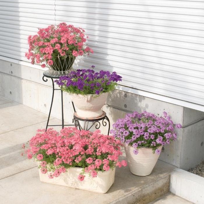 タピアン ラベンダー 3株 肥料付き 紫品種 9cmポット苗 3号 バーベナ属