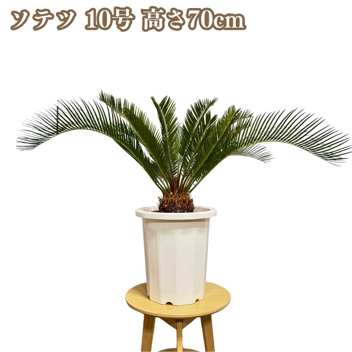 蘇鉄（ソテツ） 10号サイズ 大型観葉植物 南国リゾート風 鉢 10 号
