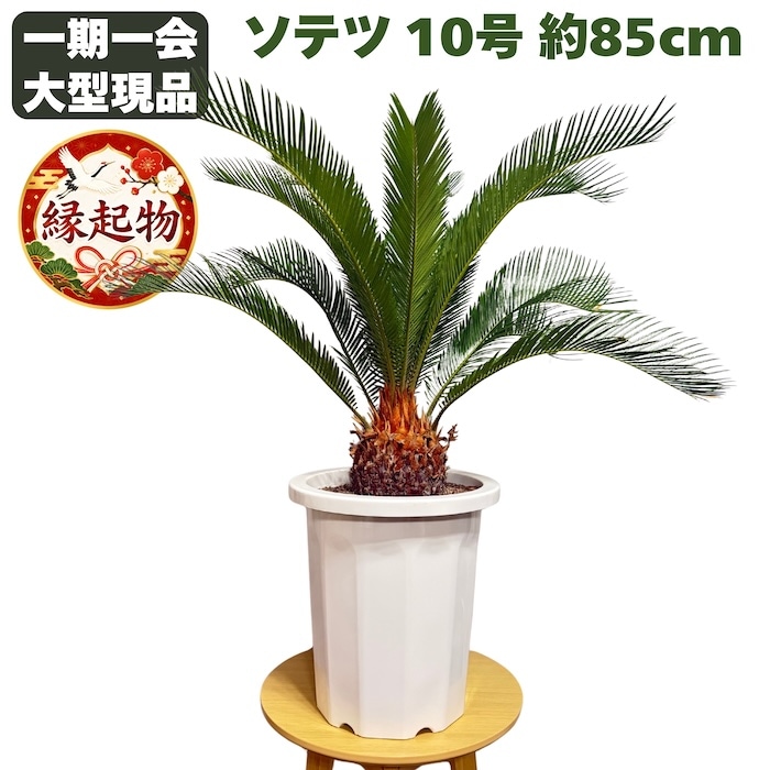 現品 観葉植物 ソテツ 蘇鉄 10号鉢苗 大型種類 大きい 鉢植え 和風