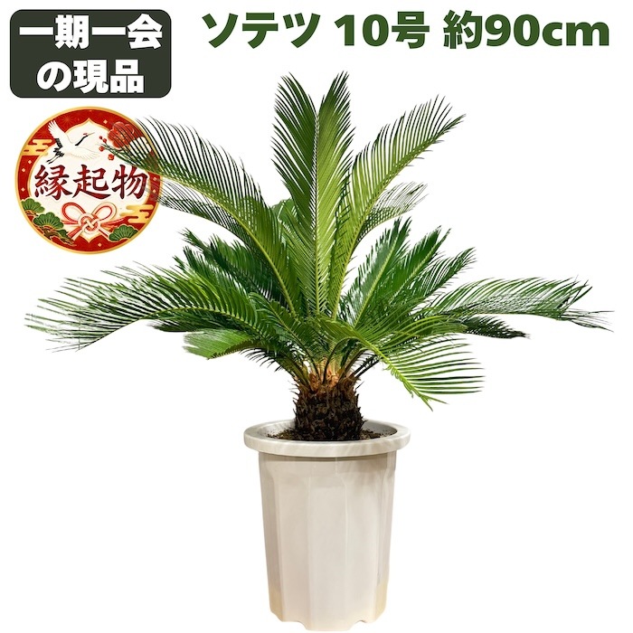 現品 観葉植物 ソテツ 蘇鉄 10号鉢苗 大型種類 大きい 鉢植え 和風