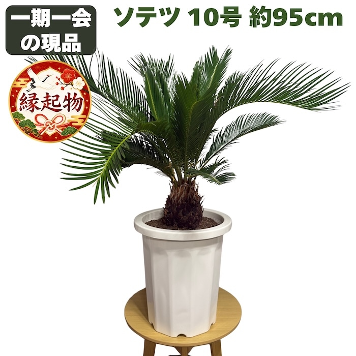 現品 観葉植物 ソテツ 蘇鉄 10号鉢苗 大型種類 大きい 鉢植え 和風