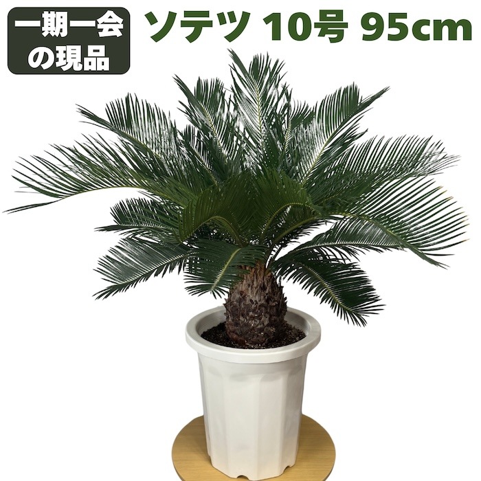 現品 観葉植物 ソテツ 蘇鉄 10号鉢苗 大型種類 大きい 鉢植え 和風