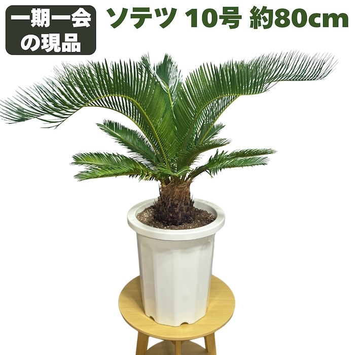 現品 観葉植物 ソテツ 蘇鉄 10号鉢苗 大型種類 大きい 鉢植え 和風