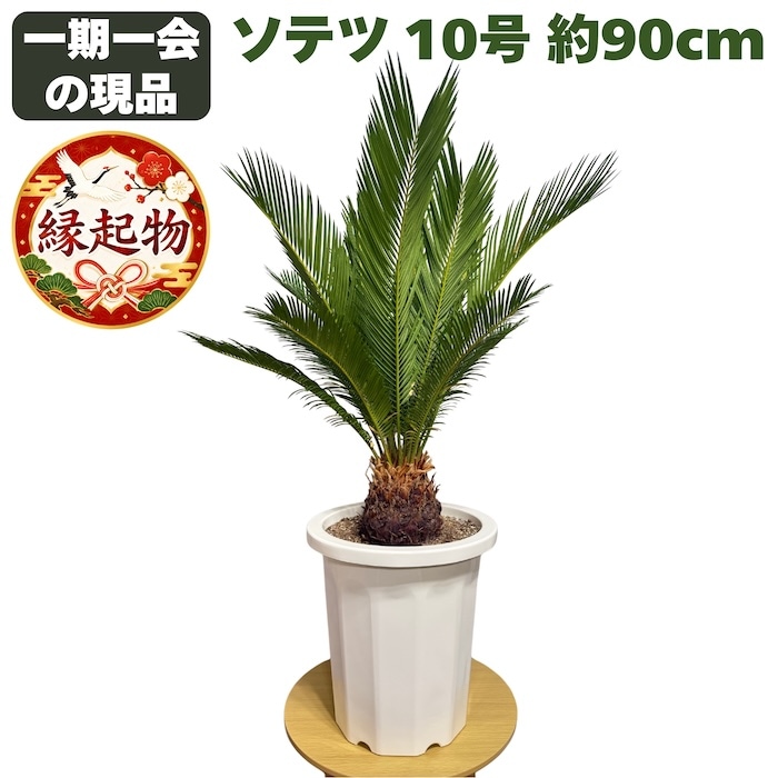現品 観葉植物 ソテツ 蘇鉄 10号鉢苗 大型種類 大きい 鉢植え 和風