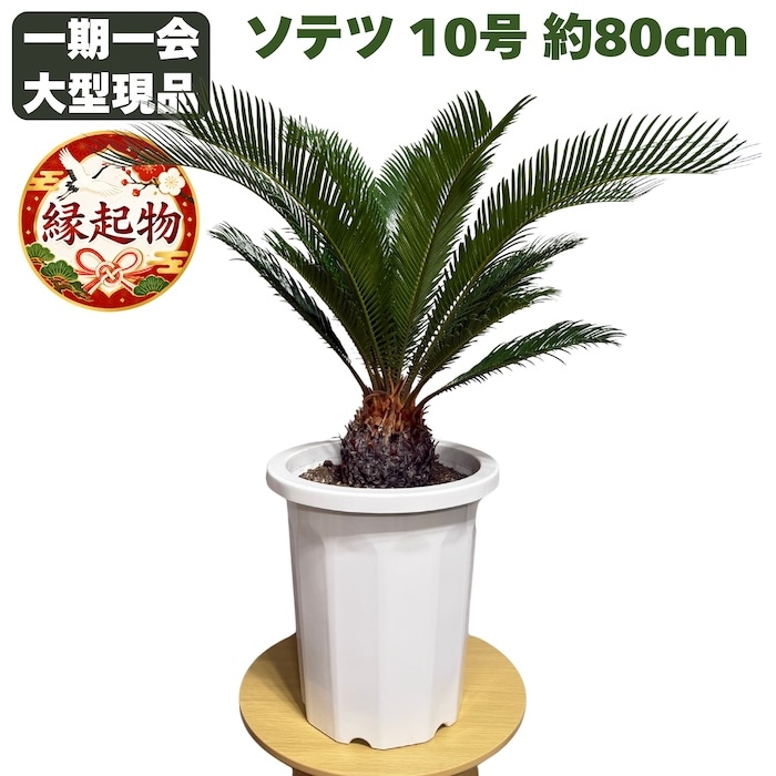 現品 観葉植物 ソテツ 蘇鉄 10号鉢苗 大型種類 大きい 鉢植え 和風