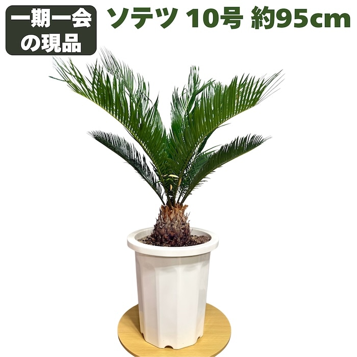 現品 観葉植物 ソテツ 蘇鉄 10号鉢苗 大型種類 大きい 鉢植え 和風