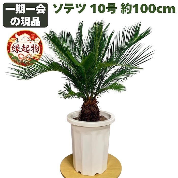観葉植物・多肉植物・サボテン,ソテツ | クラピアと雑草対策の専門店