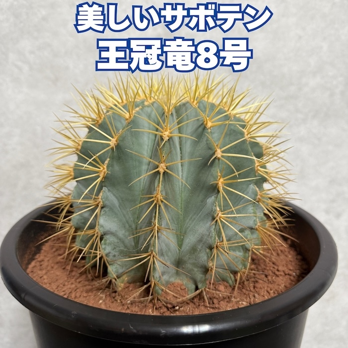 観葉植物・多肉植物・サボテン,多肉植物・サボテン | クラピアと雑草