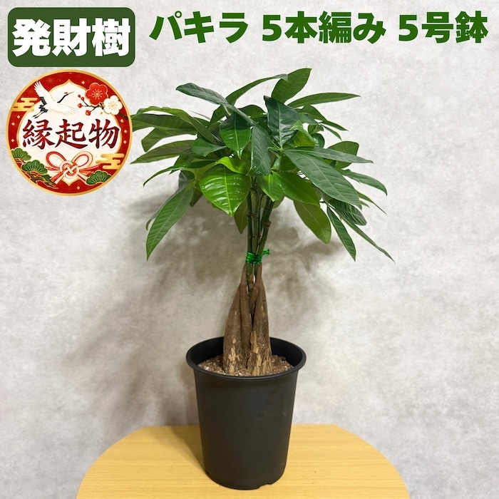 観葉植物・多肉植物・サボテン,パキラ | クラピアと雑草対策の専門店