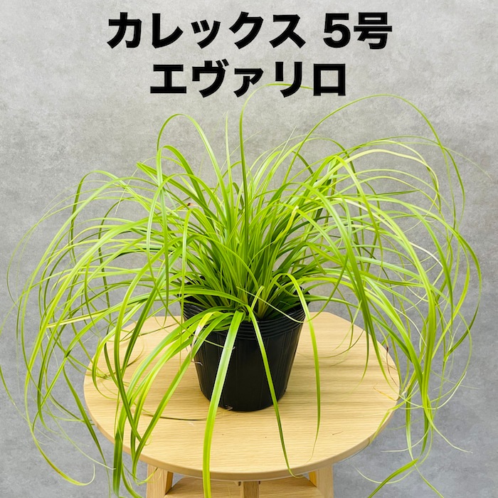 カレックス オシメンシス エヴァリロ 10株セット 15cm苗 常緑多年草
