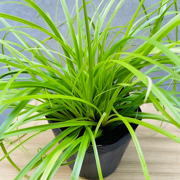 カレックス オシメンシス エヴァリロ 10株セット 15cm苗 常緑多年草