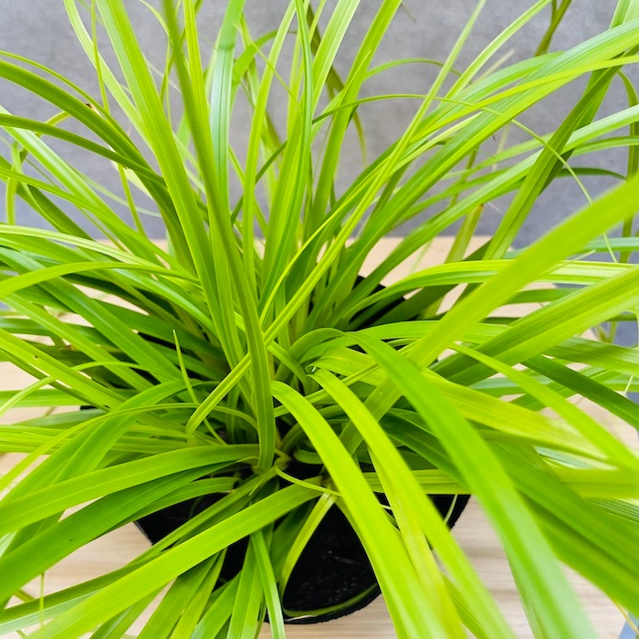 カレックス オシメンシス エヴァリロ 10株セット 15cm苗 常緑多年草